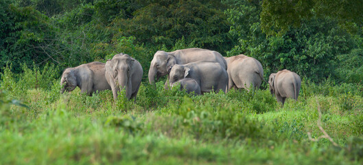 Asian wild elephant is walking in the forest at KuiBuri National park, Thailand.