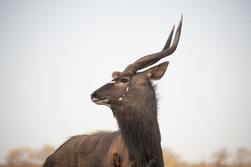 Canvas Print - Nyala at a waterhole in South Africa