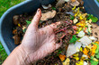 Hand holding worms in a worm composter with food waste, home compost, ecological fertilizer