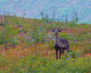 Wall Mural - Bug eye Caribou