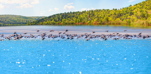 Poster - Many wild black ducks flying from the lake with a splashing water - - Beautiful serene waving reed in the sunlight with wooden pier - Eymir Lake , Ankara, Turkey   