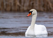 white mute swan swim in water with ice 