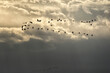  Sandhill cranes in flight;  Nebraska