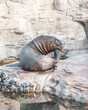 sea lion resting on the rocks