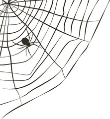 Spider on web