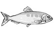 Allis shad Fish Germany Europe Cartoon Drawing Halftone Black and White