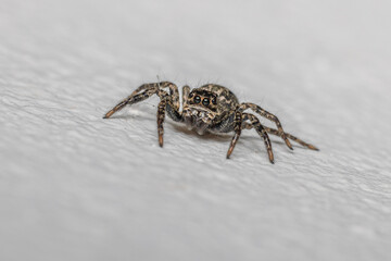 Wall Mural - Jumping spider on the wall