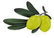Ilustración de olivas verde con hojas