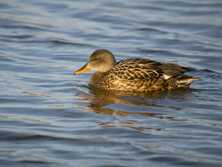 Sticker - Gadwall, Anas strepera