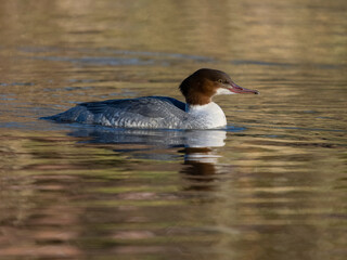 Poster - Goosander, Mergus merganser