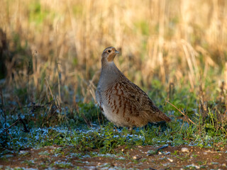 Canvas Print - Grey partridge, Perdix perdix