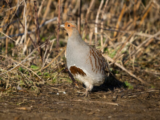 Poster - Grey partridge, Perdix perdix