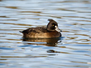 Sticker - Tufted duck, Aythya fuligula