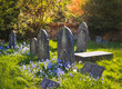 View of blue flowers blooming by gravestones on  old English cemetery 