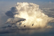 Sandhill cranes & storm clouds;  near Kearney, Nebraska 