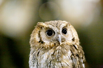 Wild bird owl with big eyes. Choliba. Closeup in bokeh lights