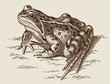 Common frog rana temporaria sitting on the ground, after antique copperplate from 18th century