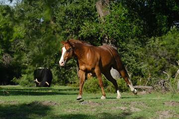 Poster - Quarter horse gelding shows sorrel equine running through Texas summer field on ranch.