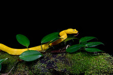 Eyelash Viper Snake At Night In Tropical Rainforest In Costa Rica