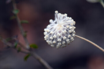 Wall Mural - Seed head of an Australian native flannel flower, Actinotus helianthi, family Apiaceae, growing in understory of open forest near Sydney, New South Wales. Spring to summer flowering.