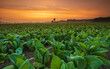 Young green tobacco plant in field at Sukhothai province northern of Thailand