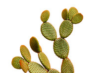 Orange Bunny Ears Cactus Isolated On White Background