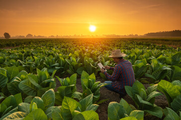 Wall Mural - Farmer working in the tobacco field. Man is examining and using digital tablet to management, planning or analyze on tobacco plant after planting. Technology for agriculture Concept