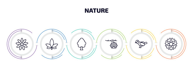 Poster - nature infographic element with outline icons and 6 step or option. nature icons such as daisy, hemp, american elm tree, hive, bird, aster vector.