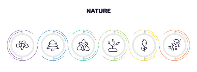 Poster - nature infographic element with outline icons and 6 step or option. nature icons such as pitch pine tree, red spruce tree, gladiolus, grow plant, hyacinth, hawthorn vector.