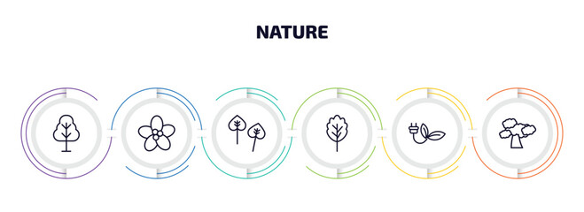 Poster - nature infographic element with outline icons and 6 step or option. nature icons such as birch, pointia, poplar, oak, eco socket, shadbush tree vector.