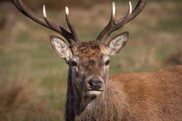 Poster - A very close portrait of a male red deer stag. It shows the head and face looking forward with detail in the fur.