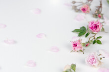 Bright White Background With Fresh Pink Roses And Delicate Petal