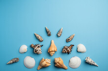 Ocean Inspired Flat Lay Composed Of Sea Shells And Star Fish On Blue