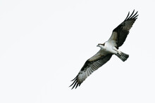 View From Below Of An Osprey Soaring Against A Clear Sky