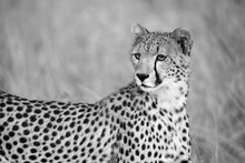 A Portrait Of A Cheetah In The Grass Landscape