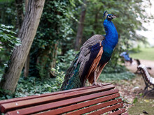A Peacock In The Park Perched On A Bench