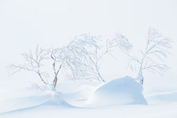 Wall Mural - small frozen trees in winter snow landscape