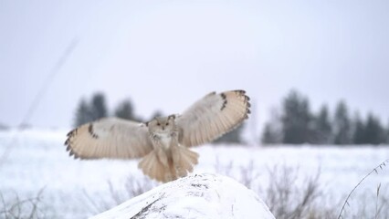 Wall Mural - Siberian Eagle Owl flying from background to foreground and landing down to rock with snow. Slow motion landing touch down with widely spread wings in the cold winter. Animal winther theme