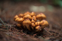 Selective Focus Of Orange Wild Mushrooms In Autumn