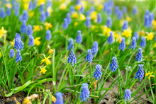 Grape Hyacinths (armeniacum Muscari) And Daffodils (narcissus) Blooming In The Garden