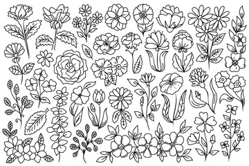 Canvas Print - Line art flowers. Forest, meadow flowers, plants and herbs line art. Hand drawn stile linear flowers, vector floral line drawings for design.