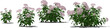 hortensia flower shrub hq arch viz cutout, shadow 70%