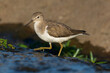 Common sandpiper - Actitis hypoleucos wading in water with brown background. Photo from Kruger Nationa Park in South Africa.