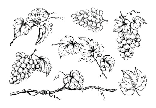 Wall Mural - Ink grape set, hand drawn leaf on branches, organic wine. Vegetarian vineyard, sweet alcohol fruits, sketch style leaves, garden plants. Decorative elements. Vector isolated illustration