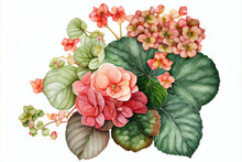 Begonia Flowers, Illustration, Generative AI