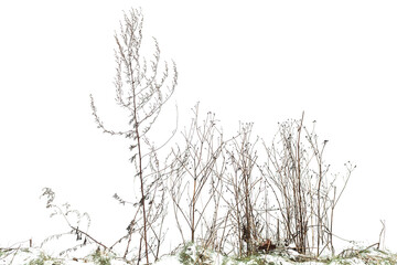 Poster - Dry sagebrush and grass isolated on white, winter photo