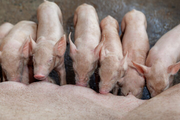 A newborn piglet is sucking milk from a mother pig.