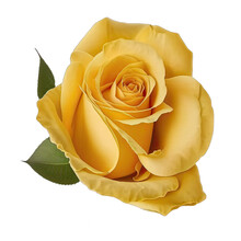 Yellow Rose Isolated On Transparent Background. Beautiful Yellow Rose Blossom, Isolated. Yellow Rose Button For Your Designs. Generative AI. 