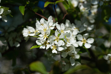 Wall Mural - White wild pear blossom on a twig in a farm garden