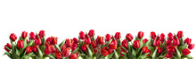 Red Tulips On A Transparent Background. AI Generator